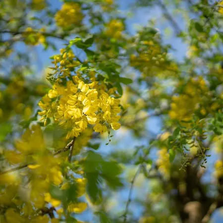 Pier House Pensión Kinsale